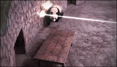 熊猫加上特技