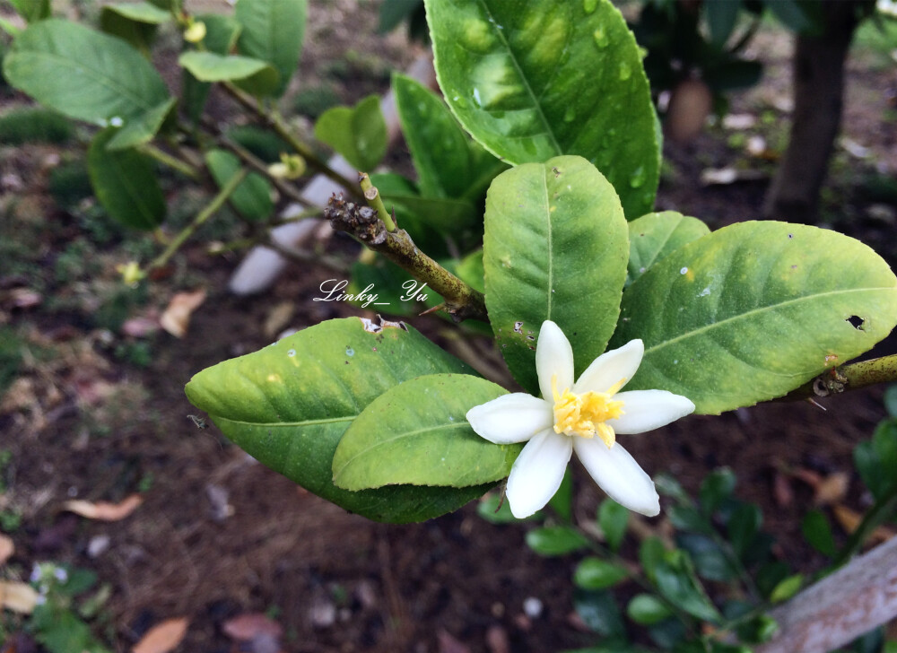 佛手(佛手柑) Citrus medica var.sarcodactylis 芸香科，是枸橼的变种，与该种的不同处是：叶先端钝，有时有凹缺；果实长形，分裂如拳或张开如指，其裂数即代表心皮之数。裂纹如拳者称拳佛手，张开如指者，叫做开佛手。 我国南方各省区多栽培于庭园或果园中。果皮和叶含有芳香油，有强烈的鲜果清香，为调香原料；果实及花朵均供药用。