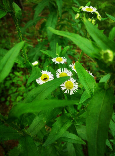 小蜜蜂采蜜