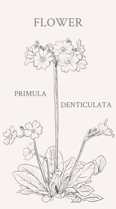 球花报春，学名：Primula denticulata