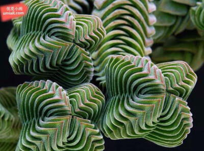 3. 方塔 (Crassula Buddha’s Temple Plant)