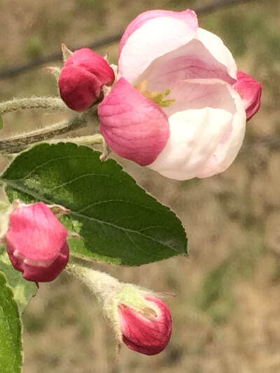 绽放、苹果花