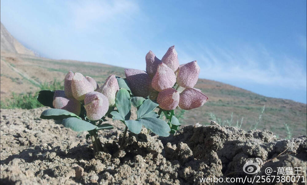 囊果草