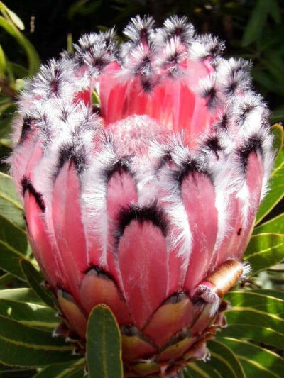 夹竹桃叶海神花（Protea neriifolia）：山龙眼科海神花属，约有115个种，原产于非洲热带地区。属名Protea是以希腊神话中海神普罗透斯（Proteus）的名字命名的，海神普罗透斯具有可以随意变换外形的神力，用来形容海…