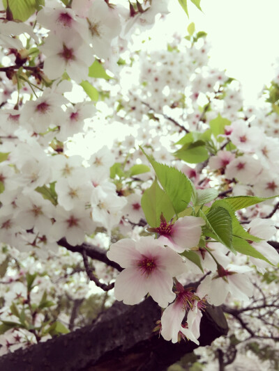 実撮影「春、桜、大阪」「みのり様」