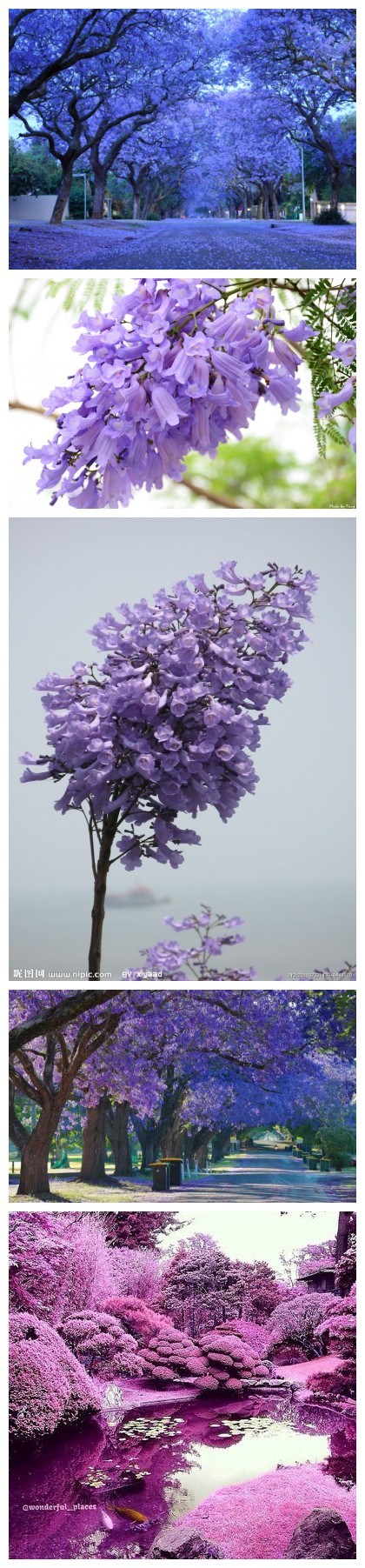 蓝花楹（学名：Jacaranda mimosifolia）是紫葳科蓝花楹属的植物。分布在阿根廷、玻利维亚、巴西以及中国的广西、海南、广东、云南、福建等地，目前已由人工引种栽培。原产热带南美洲（巴西），【别名】含羞草叶蓝花楹 、蓝雾树、尖叶蓝花楹。蓝花楹其它花语1、代表宁静、深远、忧郁。 2、深远、清凉、静谧、开阔 3、冷淡、了无朝气、稳健、幽邃、清丽脱俗 4、在绝望中等待爱情，虽败犹荣。