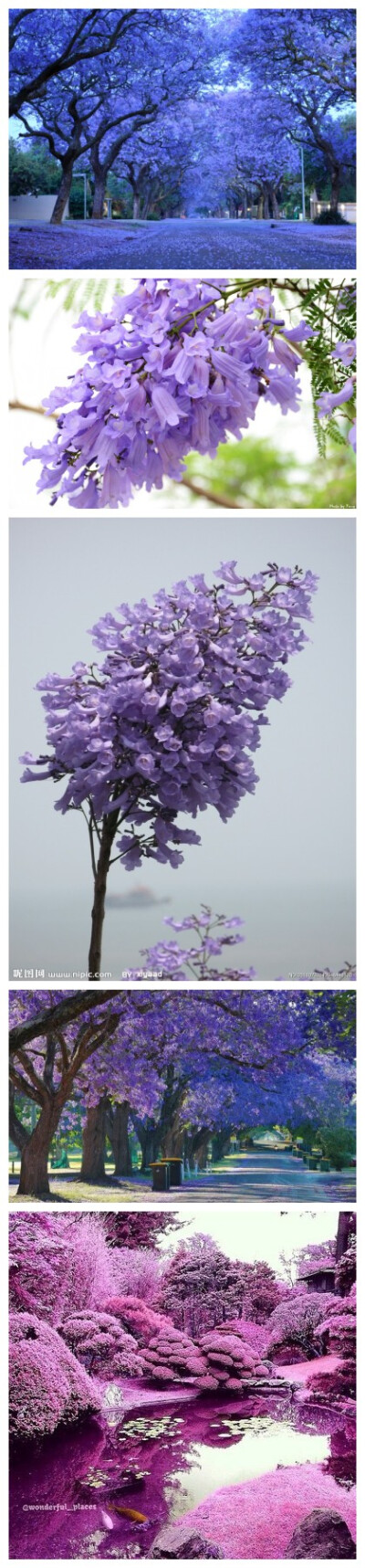 蓝花楹（学名：Jacaranda mimosifolia）是紫葳科蓝花楹属的植物。分布在阿根廷、玻利维亚、巴西以及中国的广西、海南、广东、云南、福建等地，目前已由人工引种栽培。原产热带南美洲（巴西），【别名】含羞草叶蓝花…