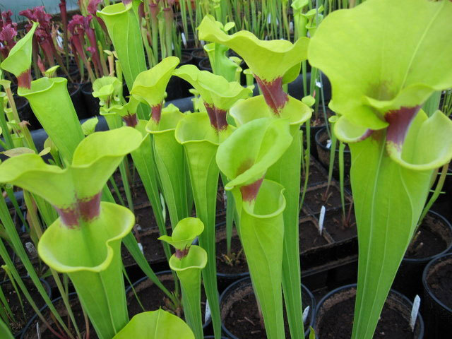 瓶子草（Sarracenia）属于瓶子草科瓶子草属植物，本属植物原产西欧、北美和墨西哥等地。因为它们的筒状叶内能分泌消化液，与其贮藏的雨水相混可促使陷入筒内的昆虫溃烂。也就是说，它们是用叶子来捕捉和消化蚂蚁、黄蜂等昆虫的。上前在市场上做为商品流行的品种主要为紫花瓶子草（S.purpurea），其它观赏种类还有白叶瓶子草（S.leucophylla）、黄花瓶子草（S.flava）、大瓶子草（S.minor）等。