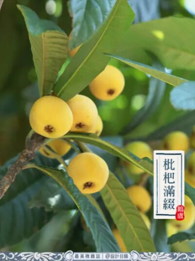 据传，王宝钏苦守寒窑18年也靠苦菜维生。食苦、思苦、忆苦，苦菜之苦免不了比附人生之艰。家中长辈带着上山采苦时，便会忆苦思甜，待凉拌好苦菜，总要慨叹一句：&amp;quot;好歹还有苦菜可吃。&amp;quot;如今，吃进嘴…