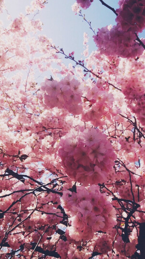 桃花。粉色。美得窒息。壁纸，