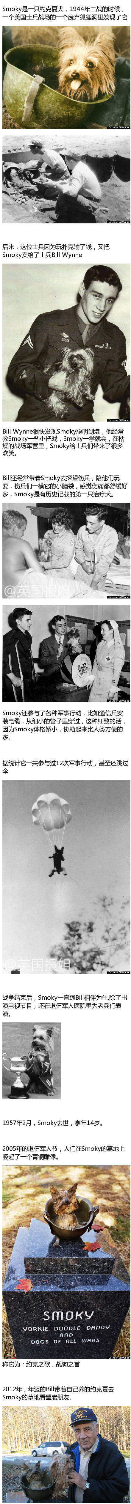 世界上第一只治疗犬Smoky的故事