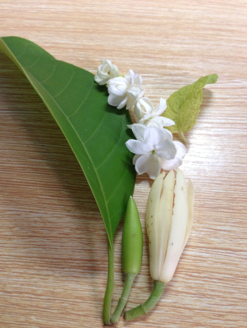 下雨天，薄荷与茉莉与玉兰。