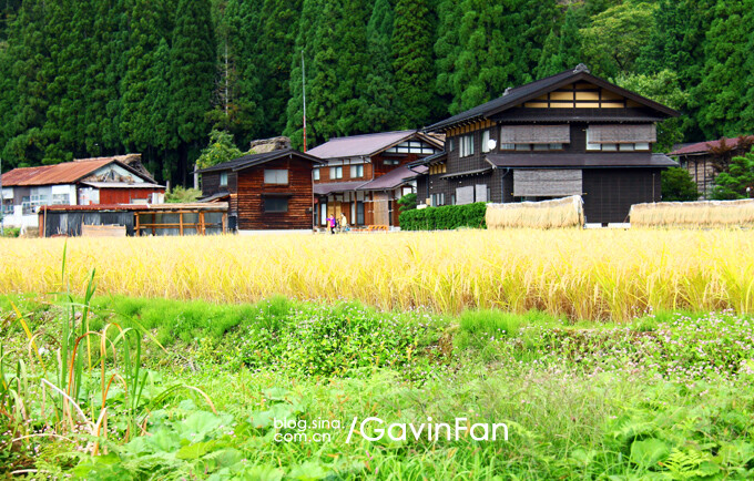 白川乡位于岐阜县西北部白山山麓，是四面环山、水田纵横、河川流经的安静山村。那里“合掌造”式的民宅，110 多栋连成一片，1995 年被指定为联合国教科文组织的世界文化遗产。合掌屋用稻草芦苇来铺屋顶，两边的屋顶像是一个人的手掌，像是一本打开的书一样，成一个三角形状。这些房子建造起来不用一根钉子，但是却非常的结实，我在村里看到的图片上，看到在房屋建造的时候，上百个人站在上面。而到了寒冷的冬天，房子上面的积雪非常厚非常重，但是却压不垮这些房子。