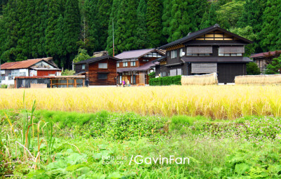 白川乡位于岐阜县西北部白山山麓，是四面环山、水田纵横、河川流经的安静山村。那里“合掌造”式的民宅，110 多栋连成一片，1995 年被指定为联合国教科文组织的世界文化遗产。合掌屋用稻草芦苇来铺屋顶，两边的屋顶…