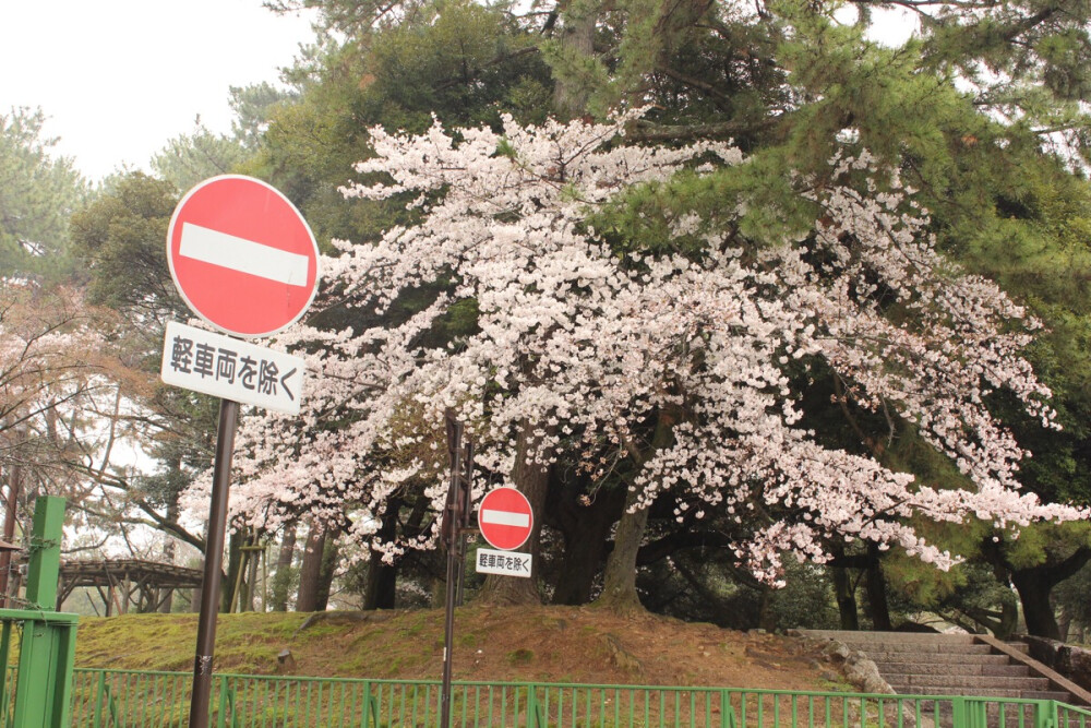 実撮影「雨、桜、奈良」どこでも風景「みのり様」