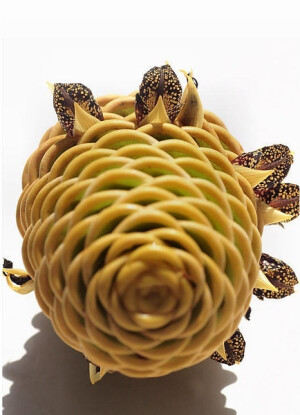 蜂巢姜 beehive ginger：学名 Zingiber spectabile，也称黄球姜，花序构造奇特。姜科姜属，该属共有30种，分布于亚洲的热带、亚热带地区。