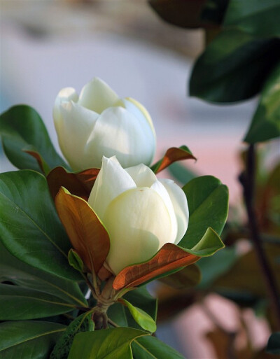 广玉兰（学名：magnolia grandiflora linn）。 由于开花很大，形似荷花，固又称“荷花玉兰。广玉兰原产于美洲，所以又有人称它为“洋玉兰”。