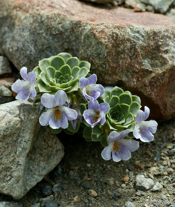 viola cotyledon，有段时间网友还专门讨论过它，因其外形像多肉植物“明镜”，因此判定其为多肉植物，其实不然，这货是原产于智利的堇菜科高山花卉，扁平紧蹙的叶子，让人误以为是长生草。开花很奇特，蓝白小花紧簇在叶子边缘，像围了圈花环。目前濒危。