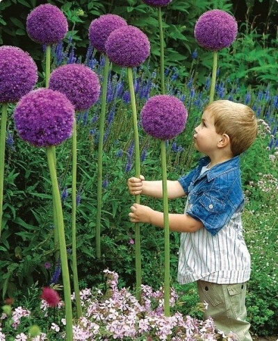 Purple Sensation大绒球 : 葱属，学名Allium hollandicum。葱属为多年生鳞茎植物约1250种，旧时归百合科，现在植物学分类将其独立成葱科。有些葱属植物用于观赏，有些如青葱、大蒜、韭则用于日常食物或调味。