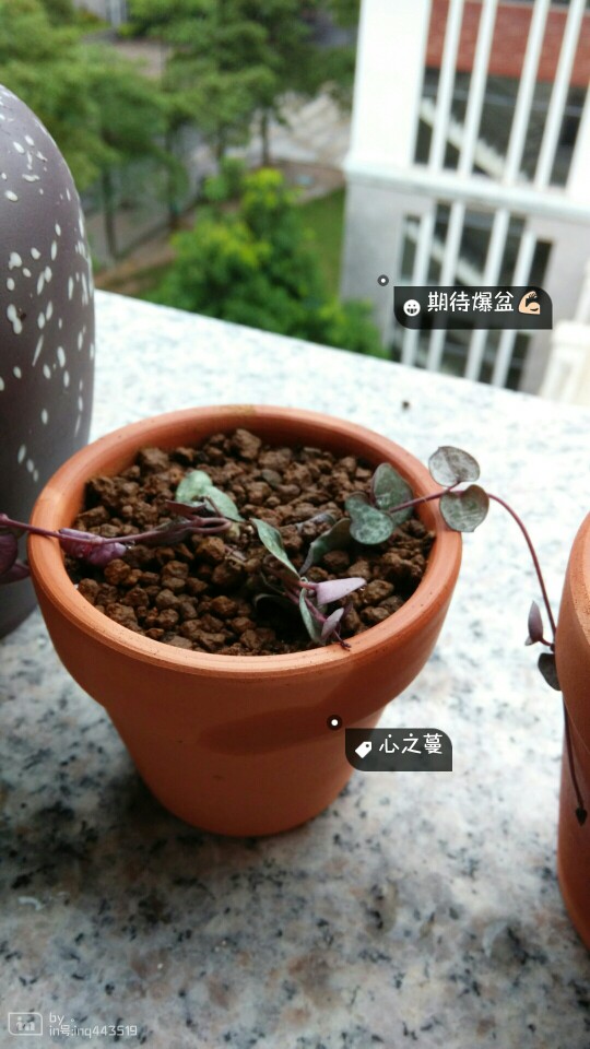 心之蔓 同样脱水。。。