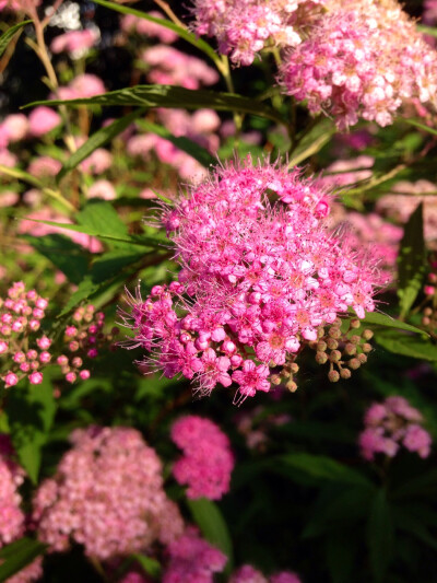 粉花绣线菊