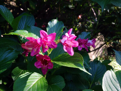 锦带花（五色海棠花）