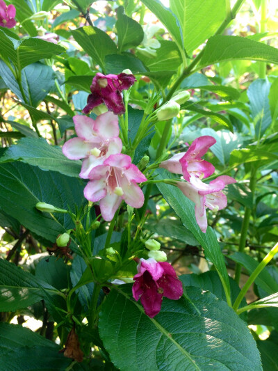 锦带花（五色海棠花）