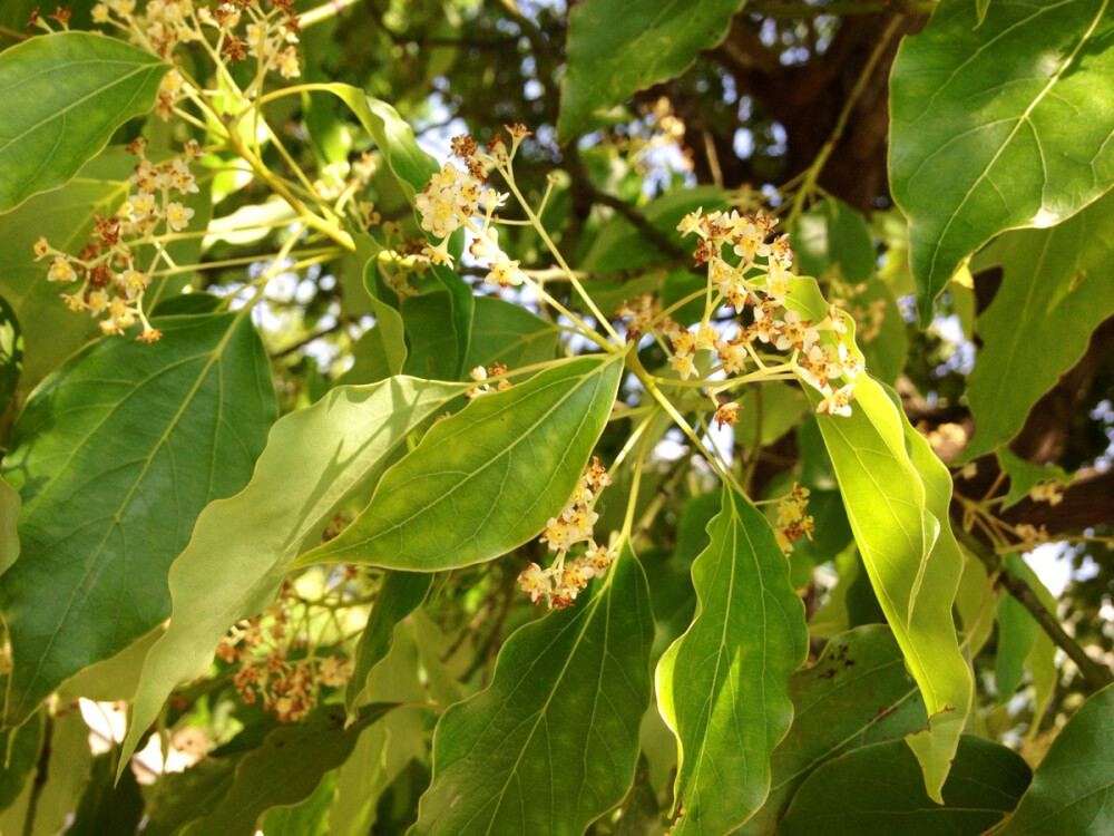 香樟花