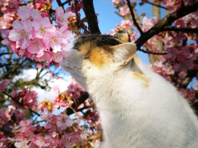 ぬこどさくら♡猫与樱花