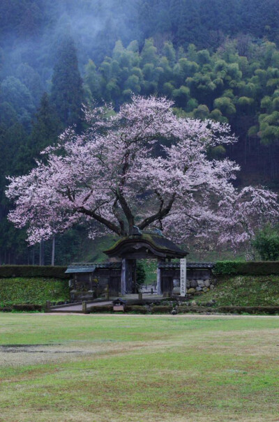 唐門と薄墨桜