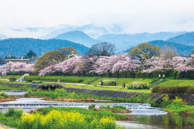 葵橋～北山大橋の賀茂川