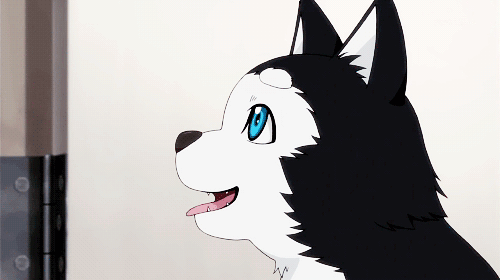 黑子的篮球 黒子のバスケ 动漫 二次元 截图 萌 可爱 gif 动态图 二号 狗狗 via tumblr animoetion