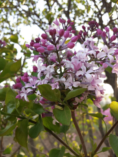 丁香。春日校园弥漫着丁香花香，很美