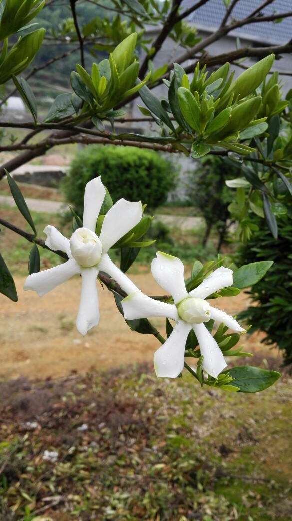 栀子花开