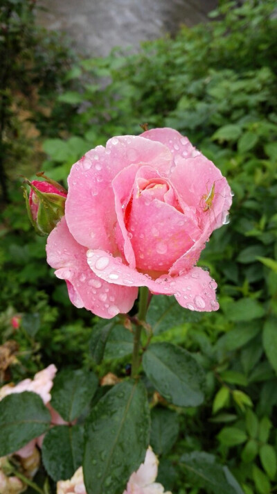 花.雨.虫