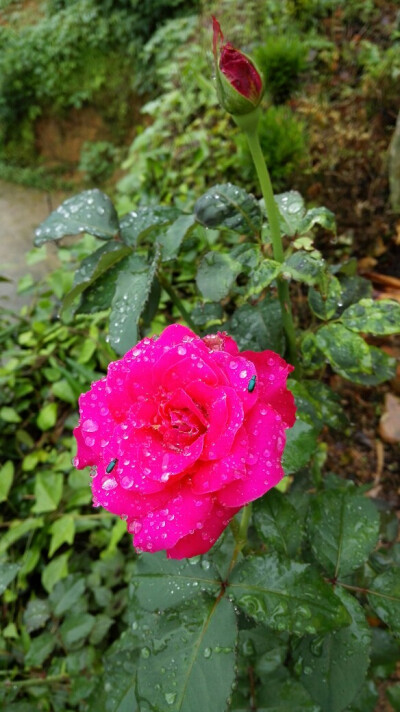 花.雨.虫