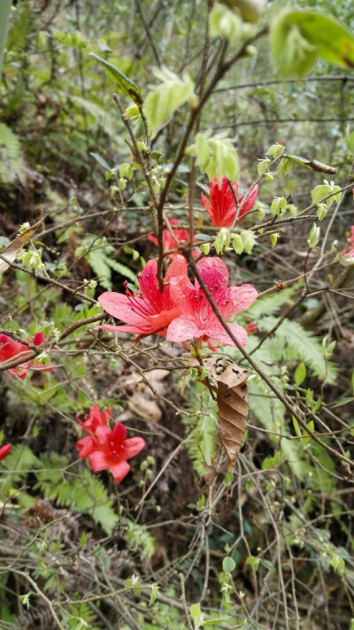 杜鹃花