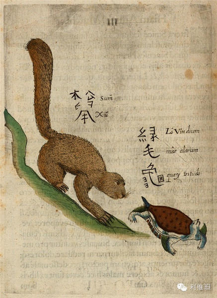 松鼠产自中国，色黄黑，形美。中国人将之驯服后用银装饰其颈部，极擅捕鼠。通常七或九个银币一只。绿毛龟出产于中国的一些省份，特别是Ho-van，脚上附有绿色（有时是蓝色）的翅膀。它脚步迟缓，但可以通过张开脚上的翅膀飞翔（确切地说是跳跃）来弥补。这种乌龟的飞足因其稀少而在中国奇货可居。它们呆在一个小的有活海蟹的淡水池塘里，水不甚深。说起来此物甚奇，有人告诉我，从水里被抓到空气中它立刻就会没了气息一动不动而石化，从外到内变成一整块石头。