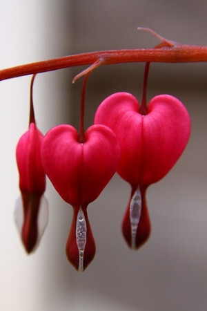  更多 滴血的心（bleeding heart）：学名荷包牡丹 Dicentra spectabilis，原产于中国北部，花如荷包、叶似牡丹、多为桃红色与白色的复色花，花形玲珑叶丛错落。因其形似心脏，英文也称之为 Bleeding heart