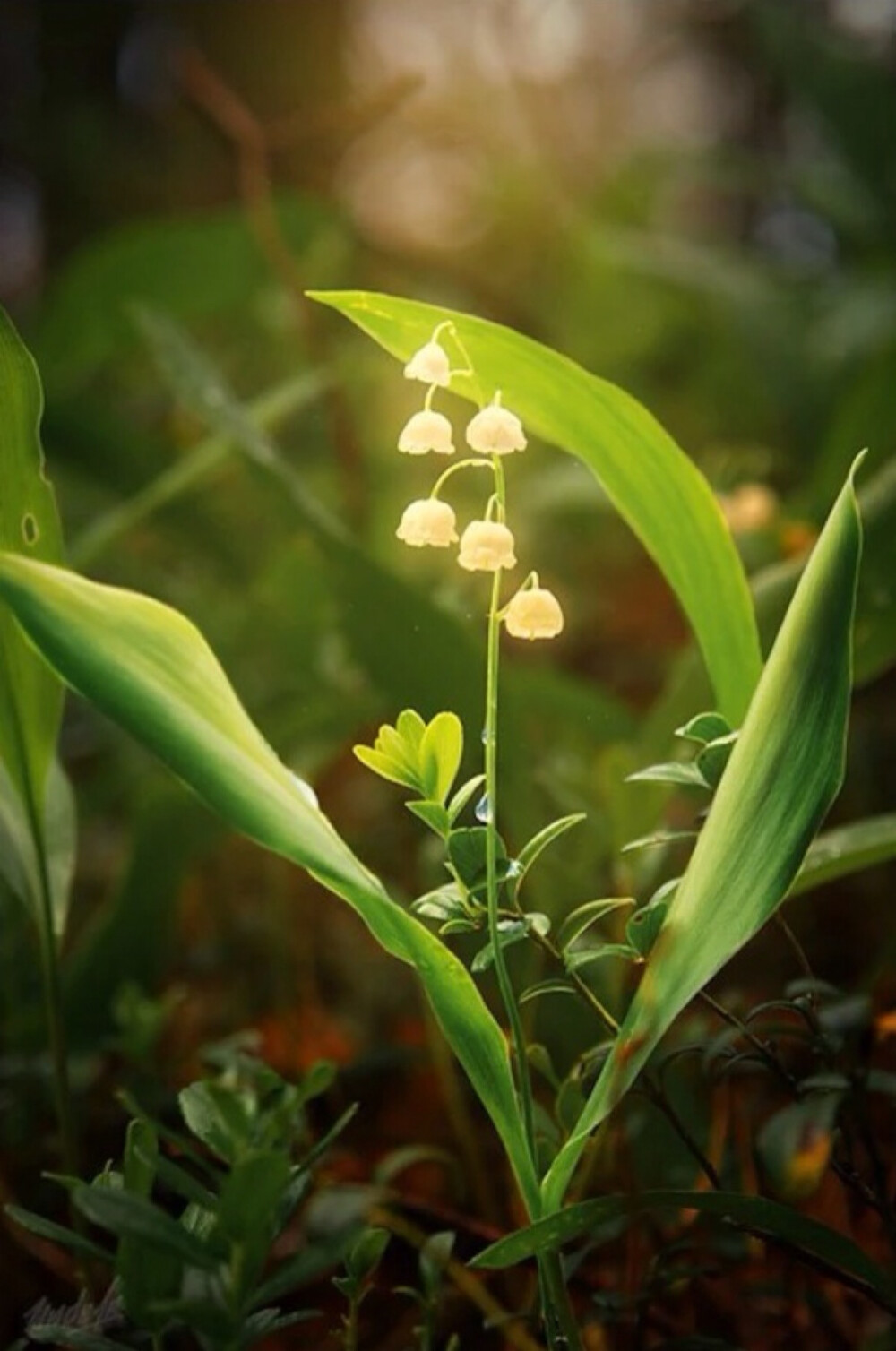 铃兰 花语：幸福归来