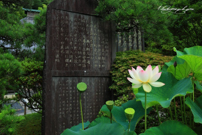 日本夏日纪行