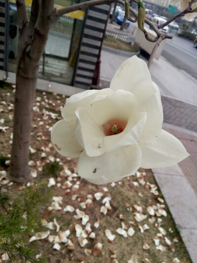 白玉兰，地上一层的花瓣，美得犹如仙境