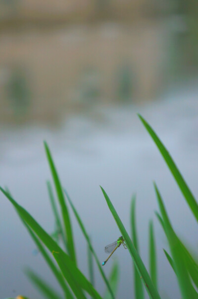 雨中鱼塘