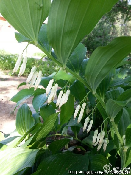 【石之若璞-花事-初夏觅花影】中文学名：玉竹~ 拉丁学名：Polygonatum odoratum （Mill.）Druce~ 别 称：萎（神农本草经），地管子（河北），尾参（湖北），铃铛菜，葳蕤~ 百合科-黄精族-黄精属~