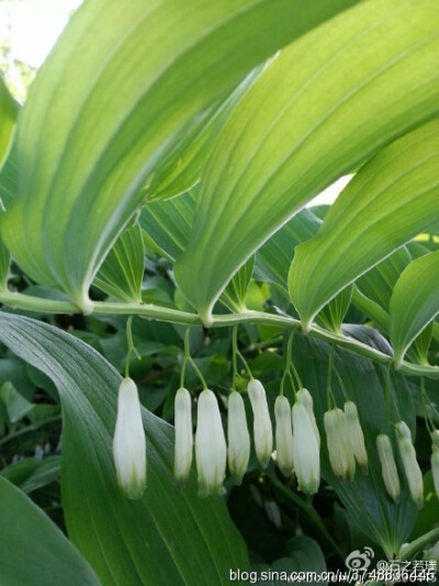 【石之若璞-花事-初夏觅花影】中文学名：玉竹~ 拉丁学名：Polygonatum odoratum （Mill.）Druce~ 别 称：萎（神农本草经），地管子（河北），尾参（湖北），铃铛菜，葳蕤~ 百合科-黄精族-黄精属~