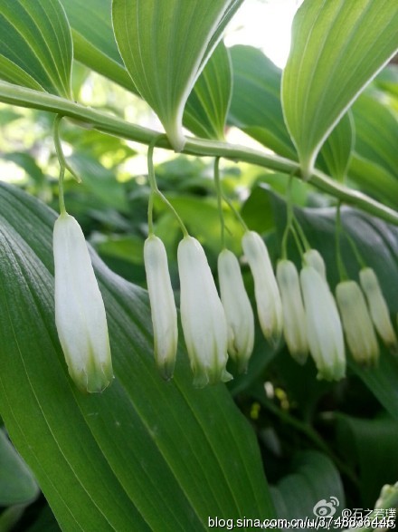 【石之若璞-花事-初夏觅花影】中文学名：玉竹~ 拉丁学名：Polygonatum odoratum （Mill.）Druce~ 别 称：萎（神农本草经），地管子（河北），尾参（湖北），铃铛菜，葳蕤~ 百合科-黄精族-黄精属~