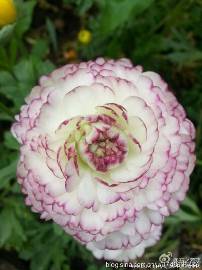 【石之若璞-花事-初夏觅花影】花毛茛~拉丁学名：Ranunculus asiaticus (L.) Lepech.~别称：芹菜花、波斯毛茛、陆莲花~毛茛科-花毛茛属~~