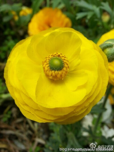 【石之若璞-花事-初夏觅花影】花毛茛~拉丁学名：Ranunculus asiaticus (L.) Lepech.~别称：芹菜花、波斯毛茛、陆莲花~毛茛科-花毛茛属~~