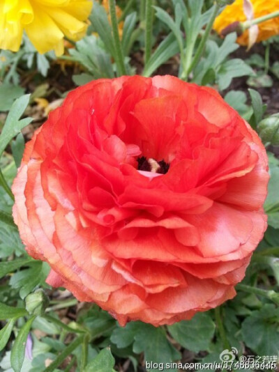 【石之若璞-花事-初夏觅花影】花毛茛~拉丁学名：Ranunculus asiaticus (L.) Lepech.~别称：芹菜花、波斯毛茛、陆莲花~毛茛科-花毛茛属~~