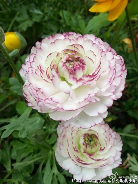 【石之若璞-花事-初夏觅花影】花毛茛~拉丁学名：Ranunculus asiaticus (L.) Lepech.~别称：芹菜花、波斯毛茛、陆莲花~毛茛科-花毛茛属~~